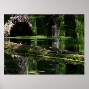 Natchez Trace Gator (1) Poster