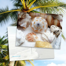 Natica Jewel Box Kitten's Paw Seashells Postcard