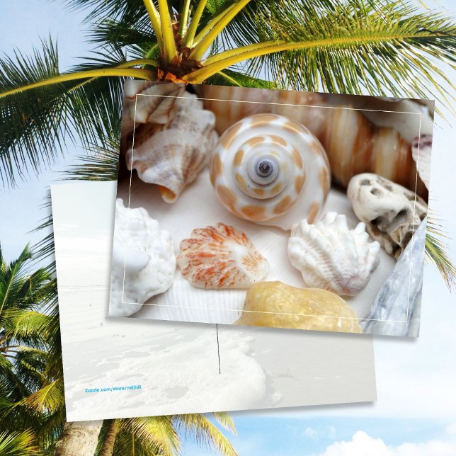 Natica Jewel Box Kitten's Paw Seashells Postcard (Creator Uploaded)