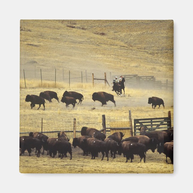 National Bison Range Roundup in Montana Magnet (Front)