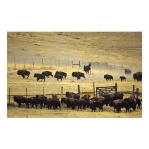 National Bison Range Roundup in Montana Photo Print