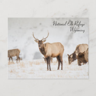 National Elk Refuge Wyoming Postcard