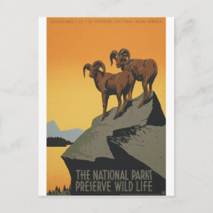 National Parks - Preserve Wild Life Postcard