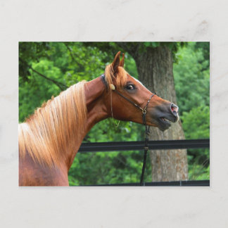 National Show Horse Postcard