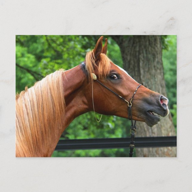 National Show Horse Postcard (Front)