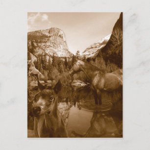 native american postcard