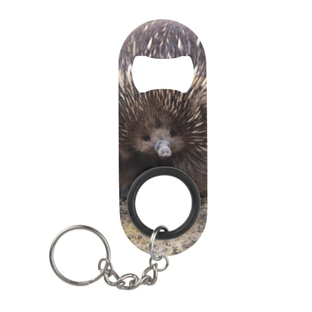 Native Australian Wild Echidna Photo (Front)