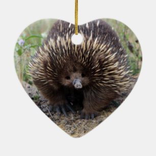 Native Australian Wild Echidna Photo Ceramic Tree Decoration