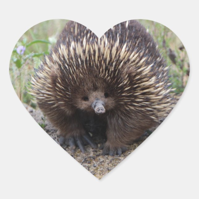Native Australian Wild Echidna Photo Heart Sticker (Front)