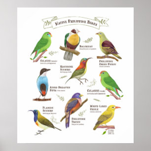 Native Birds in the Philippines Poster