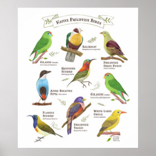 Native Birds in the Philippines Poster