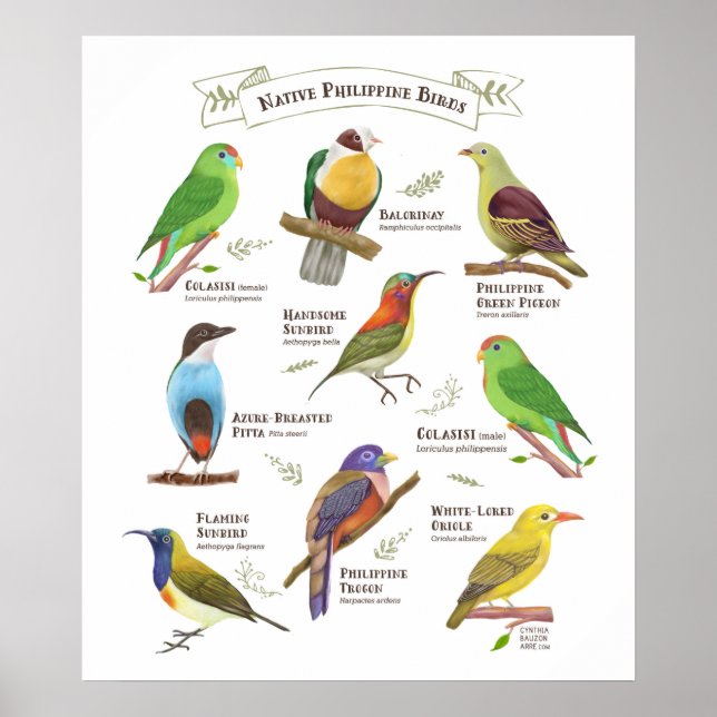 Native Birds in the Philippines Poster (Front)