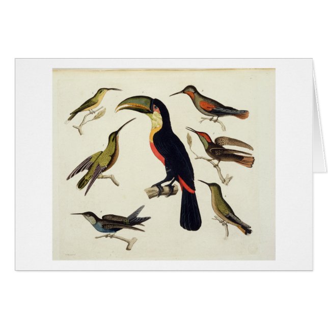 Native birds, including the Toucan (centre), Amazo (Front Horizontal)
