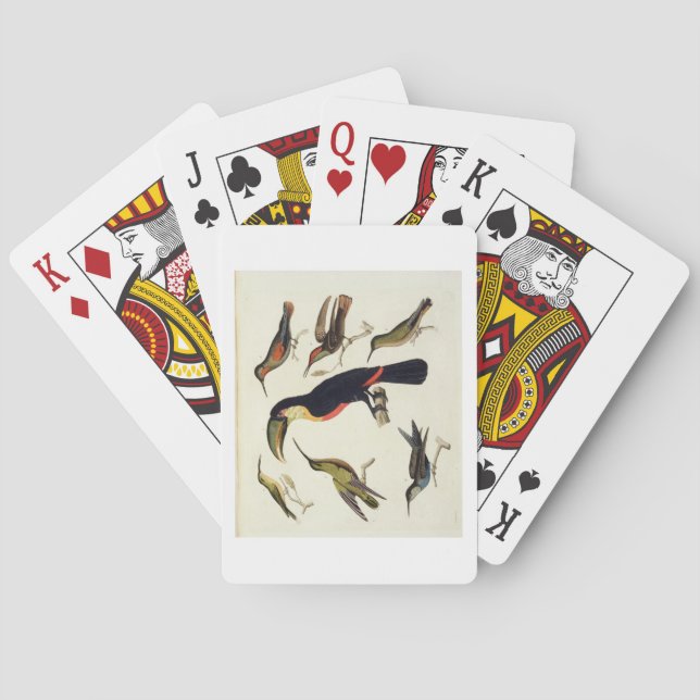 Native birds, including the Toucan (centre), Amazo Playing Cards (Back)