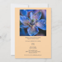 Native Blue Borage Bloom On Peach 