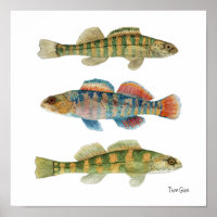 Native Darters Poster