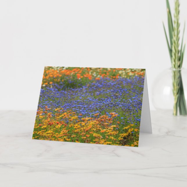 Native flowers, Cape Town Holiday Card (Front)