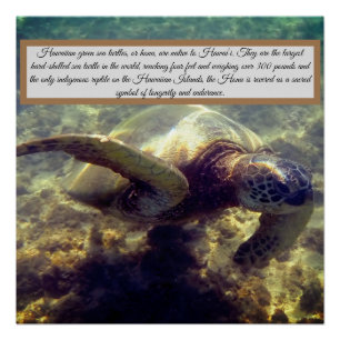 Native Hawaiian turtle Poster