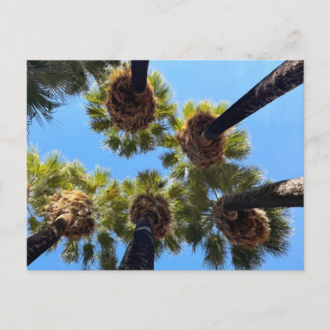 Native Naturally Grown Palm Trees Postcard (Front)