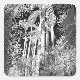 Native Royal Palms in Fakahatchee Strand, Square Sticker