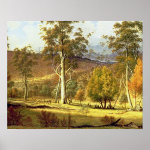 Natives in the Eucalypt Forest on Mills Plains, Pa Poster
