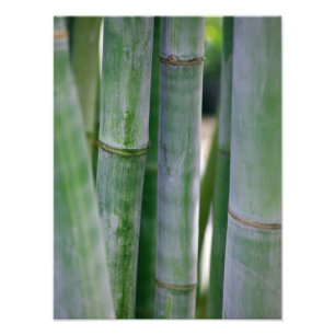 Natural Bamboo Zen Background Customised Template Photo Print