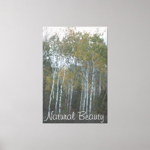 Natural Beauty White Birch Canvas Print