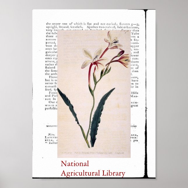 Natural Botanical Print Three (Front)