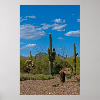 Natural Cactus Landscape 3994 Poster