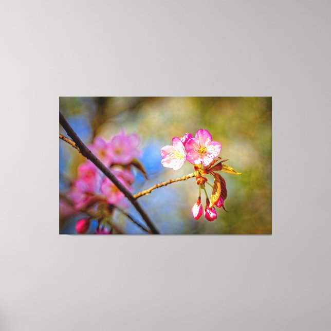 Natural Composition Of Sakura Flowers In Spring Canvas Print (Front)