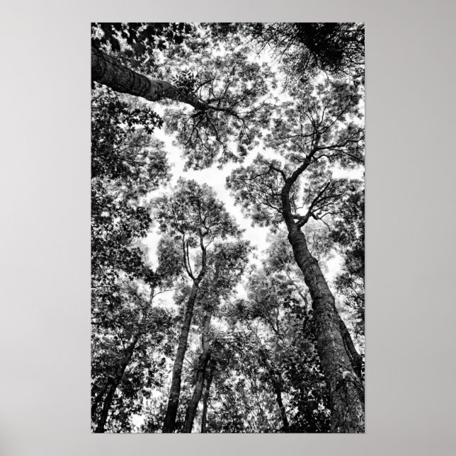 Natural Fit (tree tops) Poster (Front)