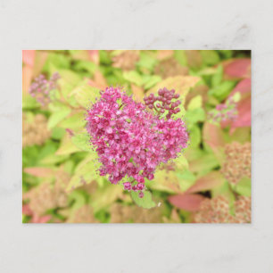 Natural Flower Heart - pierced by arrow. Postcard