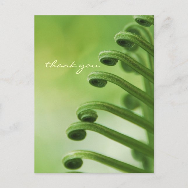 Natural, Green Curly Leaf Postcard (Front)