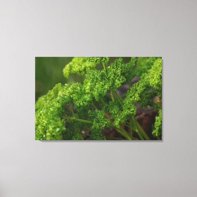 Natural Green Parsley Herb Photo for the Kitchen Canvas Print (Front)