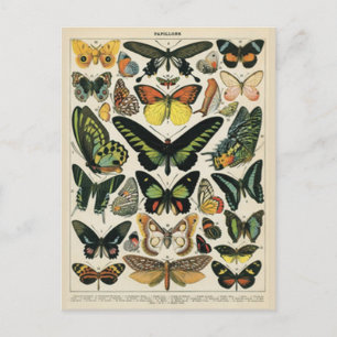 Natural History Butterfly Postcard