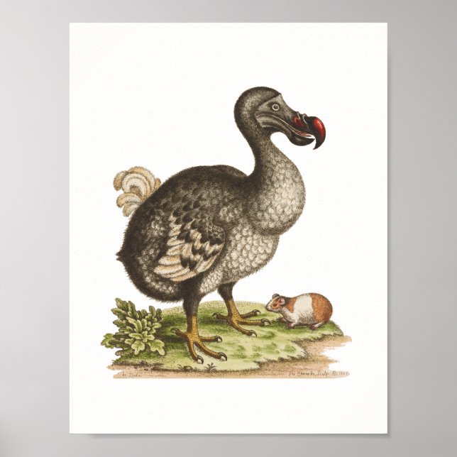 Natural history museum-Dodo-Extinct-Bird Poster (Front)