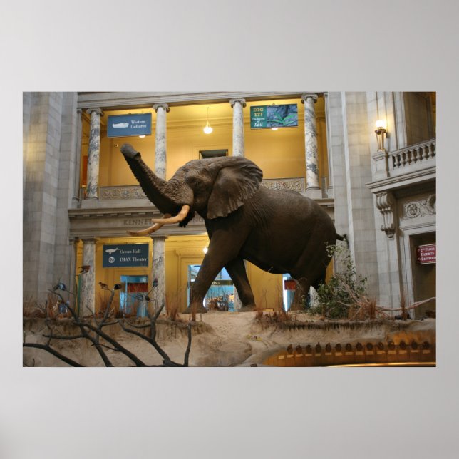 Natural History Museum Elephant Poster (Front)