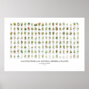 Natural Orders of Plants - All Illustrations Poster