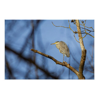 Natural photo of the perched heron poster