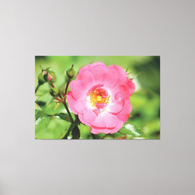 Natural Pink Garden Rose Canvas Print (Front)