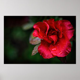 Natural Red Flower nature Photograph poster