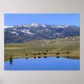 Natural Reflection Poster