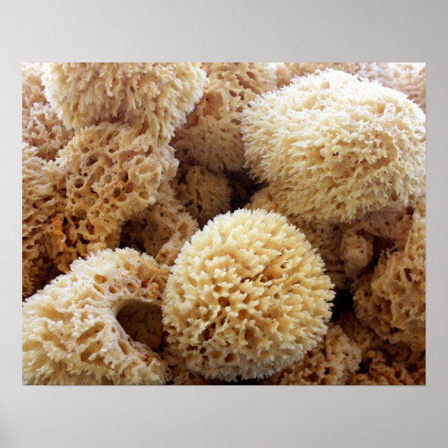 Natural Sponges Poster (Front)