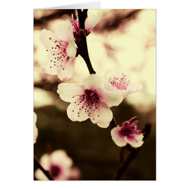 Natural Spring Beauty Card (Front)