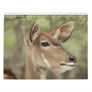 Nature and Animal Portrait Calendar for 2026