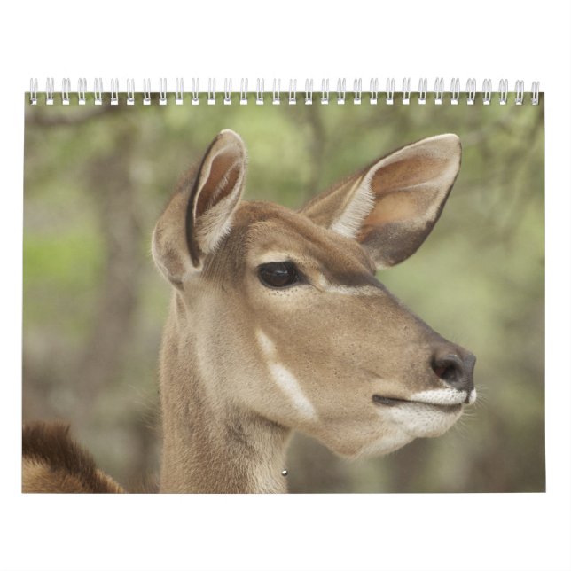 Nature and Animal Portrait Calendar for 2026 (Cover)
