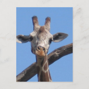 Nature animals rocks postcard