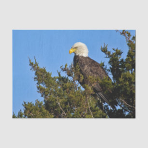 Nature Bald Eagle Wildlife Photo Tissue Paper