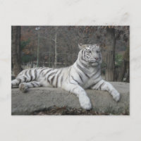 Nature Beautiful Bengal White Tiger Photography