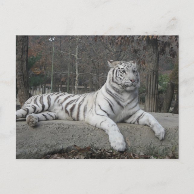 Nature Beautiful Bengal White Tiger Photography Postcard (Front)